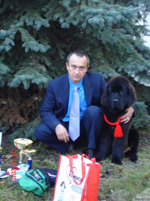 Фото: ньюфаундленд Бегущая по Волнам Хаста ла Виста (Beguschaya po Volnam Hasta la Vista)