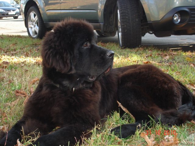 Фото: ньюфаундленд Бегущая по Волнам Хаста ла Виста (Beguschaya po Volnam Hasta la Vista)
