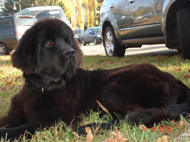 Фото: ньюфаундленд Бегущая по Волнам Хаста ла Виста (Beguschaya po Volnam Hasta la Vista)