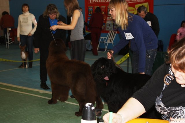 Фото: ньюфаундленд Черный Шарм Ангельская Красота (Chernyi Sharm Angel'skaya Krasota), ньюфаундленд Анджело Орсо Блэк Бьюти