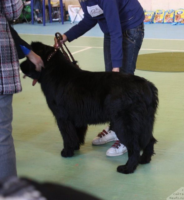 Фото: ньюфаундленд Анджело Орсо Блэк Бьюти