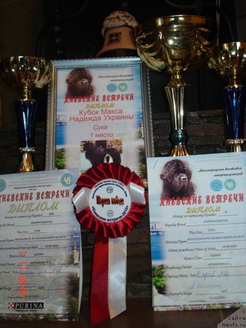 Фото: ньюфаундленд Бегущая по Волнам Хаста ла Виста (Beguschaya po Volnam Hasta la Vista)