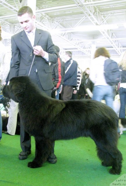 Фото: ньюфаундленд Акватория Келвин Куинджи