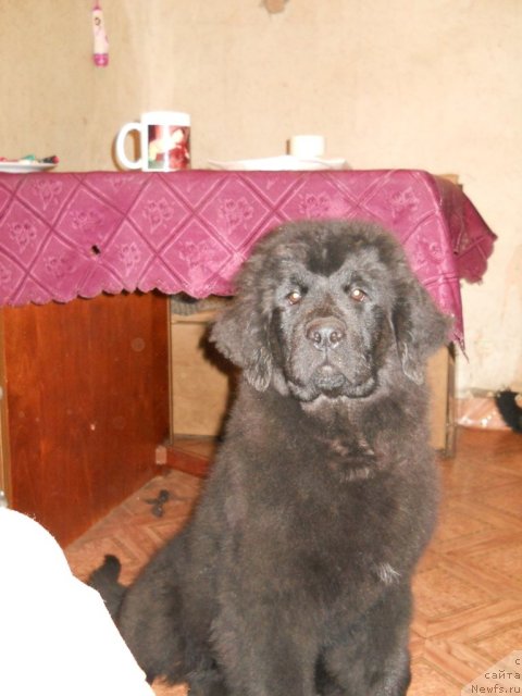 Фотография № 52662