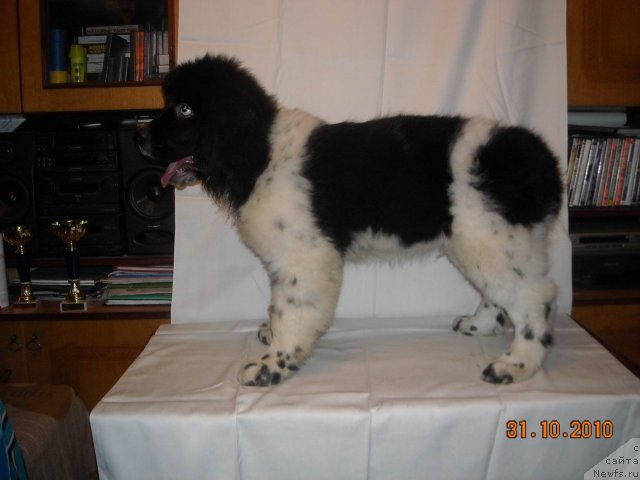 Фото: ньюфаундленд Archibald Good Win Super Mishka (Арчибальд Гуд Вин Супер Мишка)