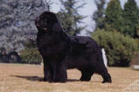 Фото: ньюфаундленд Owasco Zero Hour 3AM