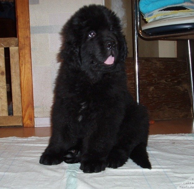 Фото: ньюфаундленд King of Helluland Magic Moment