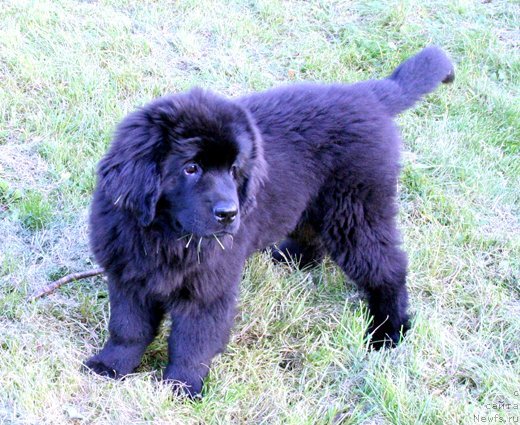 Фото: Дар СвеЗы Юнесса Корона Аустралис_3мес_10дн