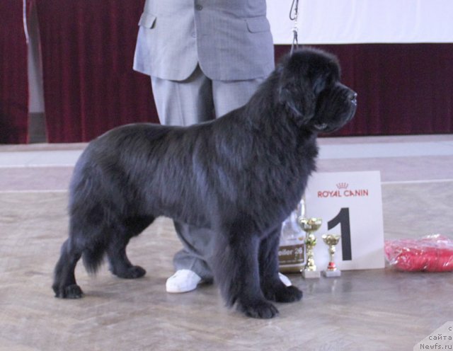 Фото: ньюфаундленд Винчес из Медвежьего Яра для Берега Дона (Vinces iz Medvejyego Yara Dlja Berega Dona)