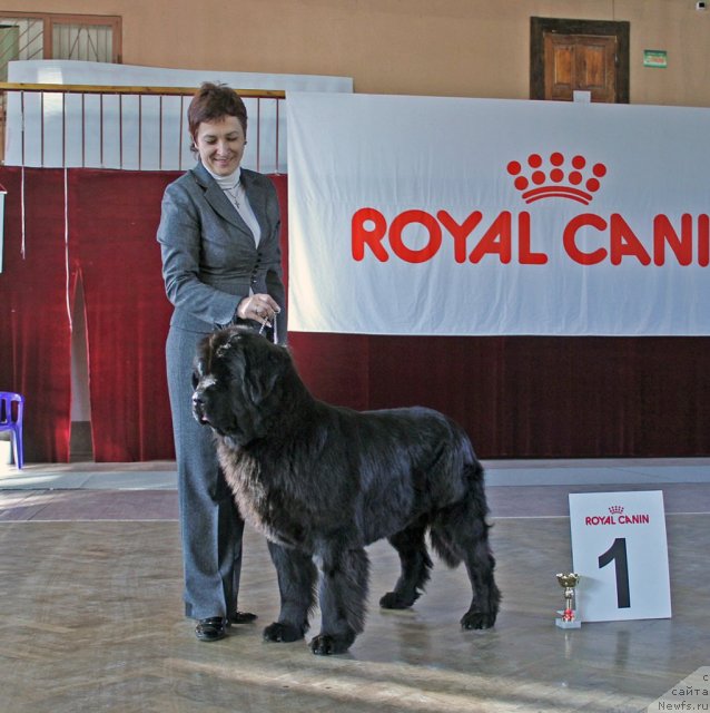 Фото: ньюфаундленд Акватория Келвин Инспирит Лайф (Aquatoriya Kelvin Inspirit Life)