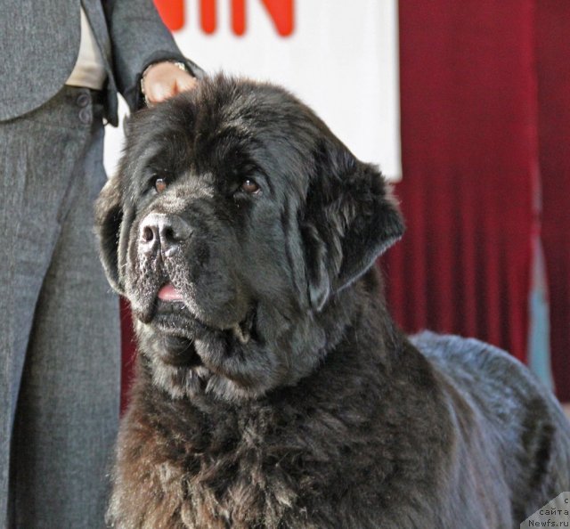 Фото: ньюфаундленд Акватория Келвин Инспирит Лайф (Aquatoriya Kelvin Inspirit Life)