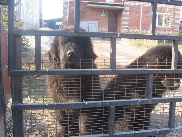Фото: ньюфаундленд Апполон Биг Босс