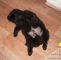 Фото: Черный Шарм Буч Кесседи