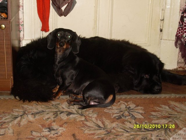 Фото: ньюфаундленд Топтыжка Друг Мой