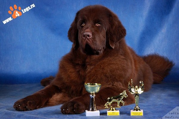 Фотография № 52781