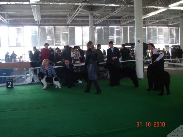 Фото: ньюфаундленд Archibald Good Win Super Mishka (Арчибальд Гуд Вин Супер Мишка), ньюфаундленд Бегущая по Волнам Хаста ла Виста (Beguschaya po Volnam Hasta la Vista), ньюфаундленд Акватория Келвин Куинджи, ньюфаундленд Bigbrother iz Volotova