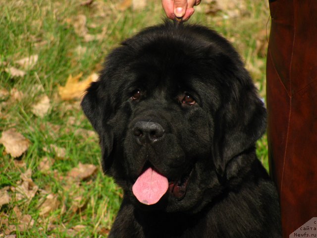 Фото: ньюфаундленд Избранница Небес Каталина (Izbrannitsa Nebes Katalina)