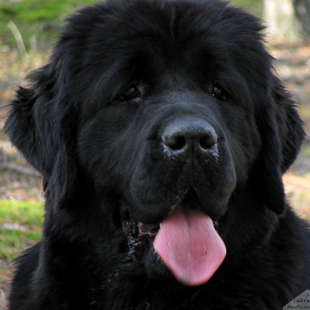 Фото: ньюфаундленд Избранница Небес Каталина (Izbrannitsa Nebes Katalina)