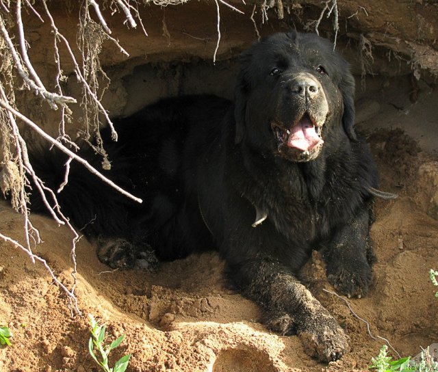 Фото: ньюфаундленд Избранница Небес Каталина (Izbrannitsa Nebes Katalina)