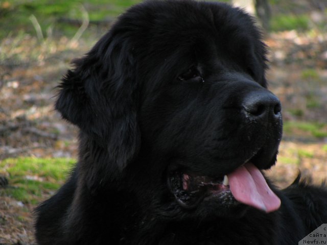 Фото: ньюфаундленд Избранница Небес Каталина (Izbrannitsa Nebes Katalina)