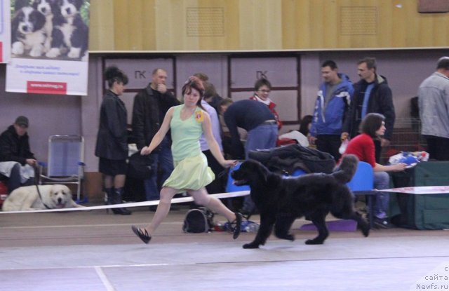 Фото: ньюфаундленд Избранница Небес Каталина (Izbrannitsa Nebes Katalina)