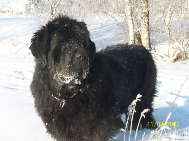 Фото: ньюфаундленд Ярада из Сибирской Глубинки (Yarada iz Sibirskoy Glubinki)