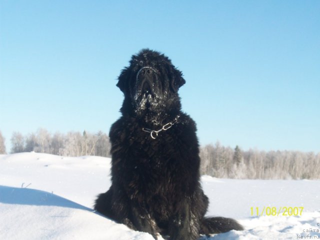 Фото: ньюфаундленд Ярада из Сибирской Глубинки (Yarada iz Sibirskoy Glubinki)