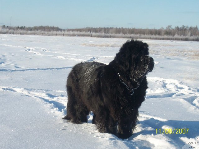 Фото: ньюфаундленд Ярада из Сибирской Глубинки (Yarada iz Sibirskoy Glubinki)