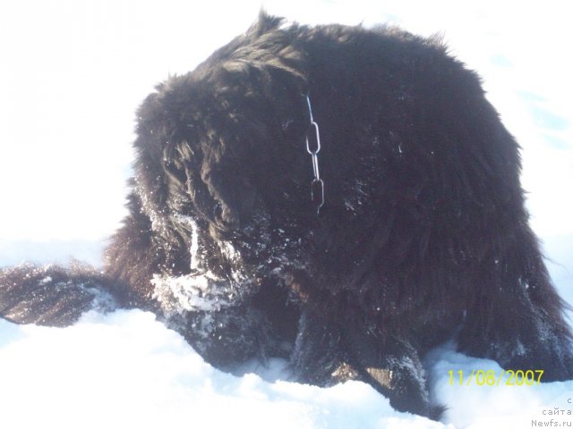 Фото: ньюфаундленд Ярада из Сибирской Глубинки (Yarada iz Sibirskoy Glubinki)