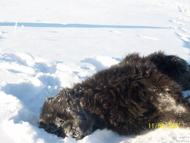 Фото: ньюфаундленд Карат из Медвежьего Яра (Karat iz Medvejyego Yara)
