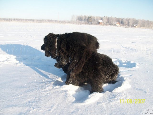 Фото: ньюфаундленд Карат из Медвежьего Яра (Karat iz Medvejyego Yara)