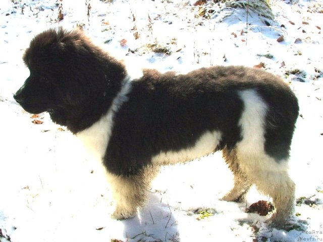 Фото: ньюфаундленд Питерньюф Чин-Чин