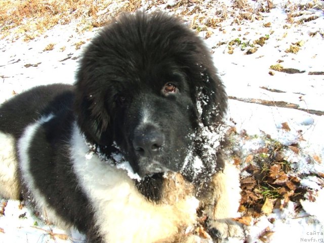 Фото: ньюфаундленд Питерньюф Чин-Чин