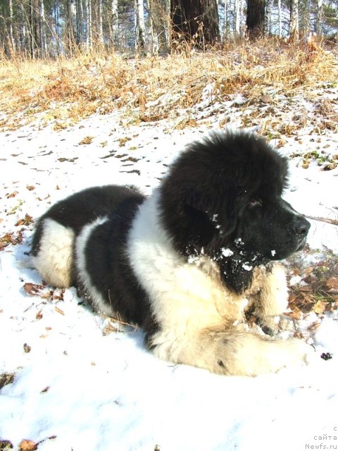 Фото: ньюфаундленд Питерньюф Чин-Чин