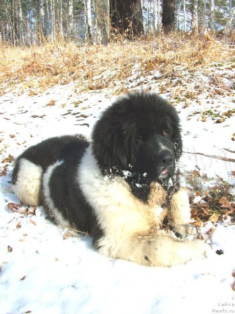 Фотография № 52825