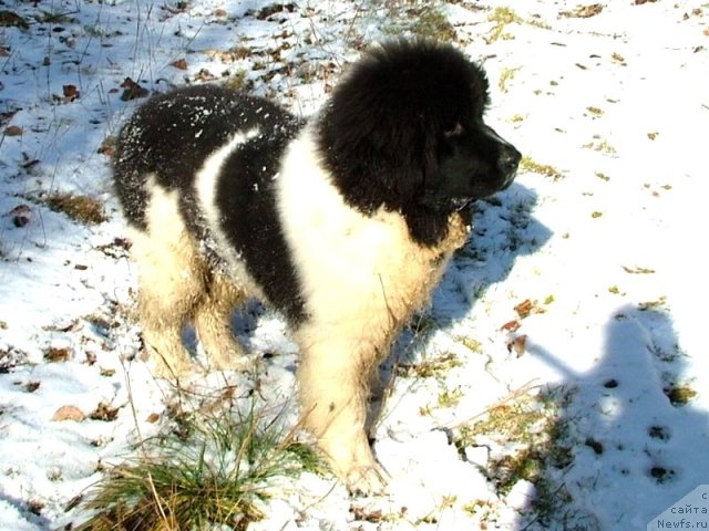 Фотография № 52827