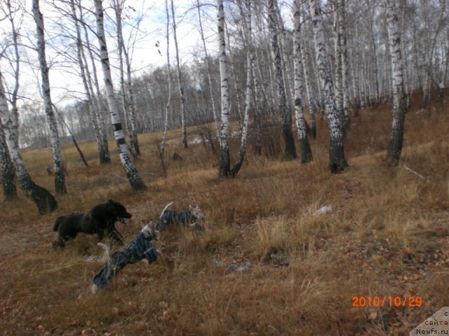 Фото: ньюфаундленд Миссия Блю фо Марлеон из Сибирской Глубинки