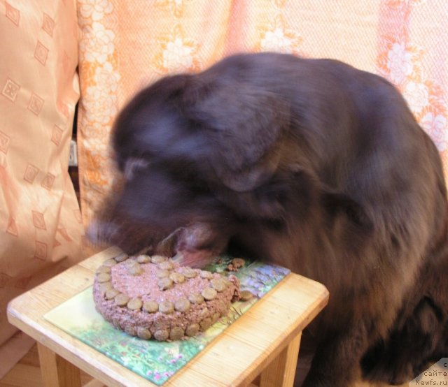 Фото: ньюфаундленд Лесная Сказка Королевский Медведь (Lesnaja Skazka Korolevskiy Medved)