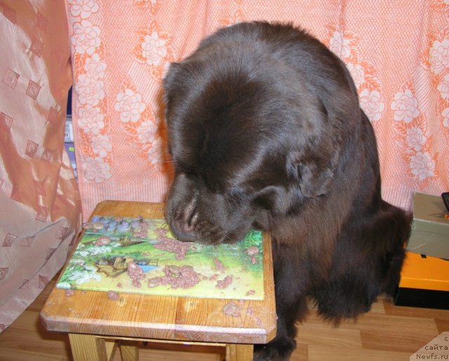 Фото: ньюфаундленд Лесная Сказка Королевский Медведь (Lesnaja Skazka Korolevskiy Medved)