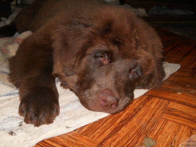 Фото: ньюфаундленд Фанньюф Анна Барбара Иулия