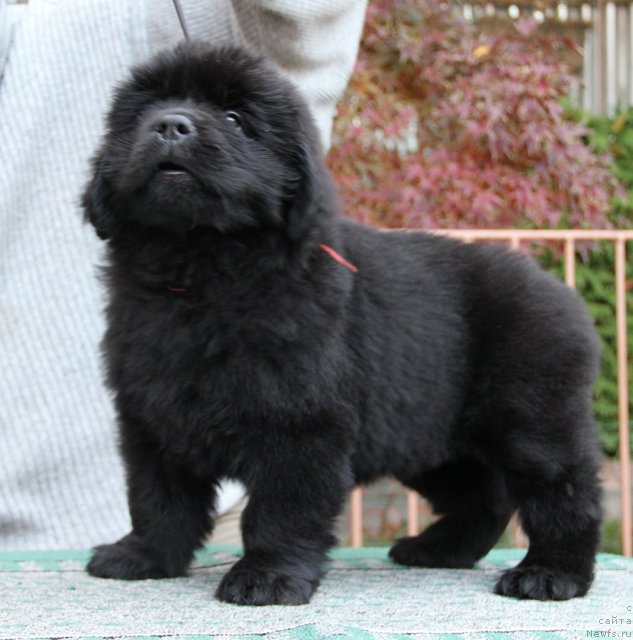 Фото: ньюфаундленд Сажа с Берега Дона (Sazha s Berega Dona)