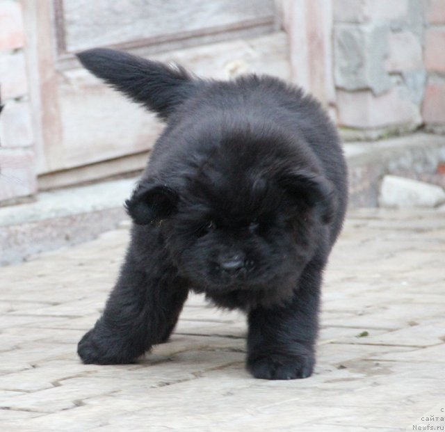 Фото: ньюфаундленд Славянка с Берега Дона (Slavjanka s Berega Dona)