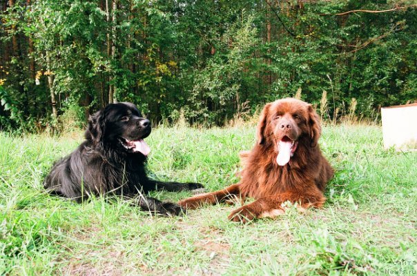 Фото: ньюфаундленд Правитель Тайги, ньюфаундленд Принц Прэй