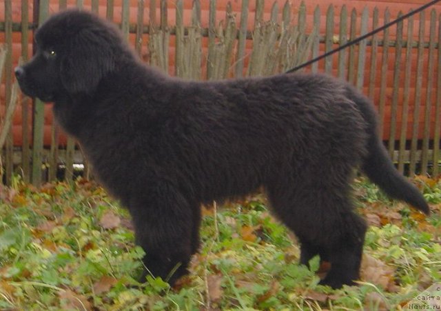 Фото: Дар СвеЗы Юстас Сагиттариус_4мес