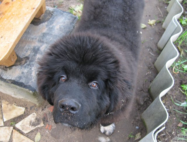 Фото: ньюфаундленд Питерньюф Чупа-Чупс