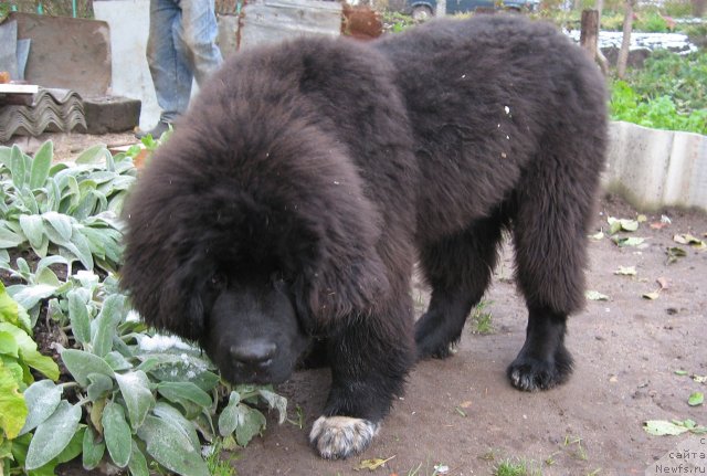 Фото: ньюфаундленд Питерньюф Чупа-Чупс