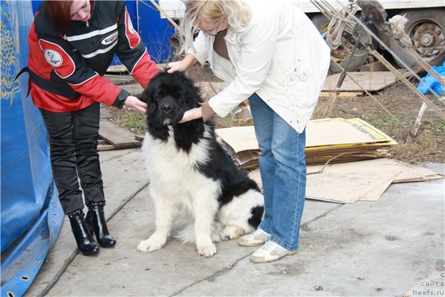 Фото: ньюфаундленд Супер Премиум Ему Нет Равных