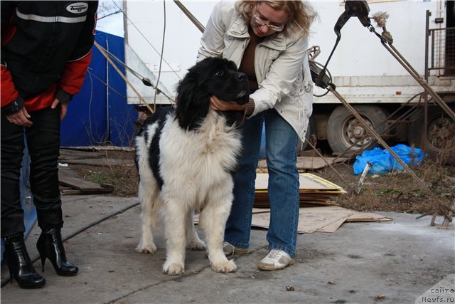 Фото: ньюфаундленд Супер Премиум Ему Нет Равных