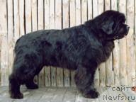 Фото: ньюфаундленд Midnight Lady's Great Expectation