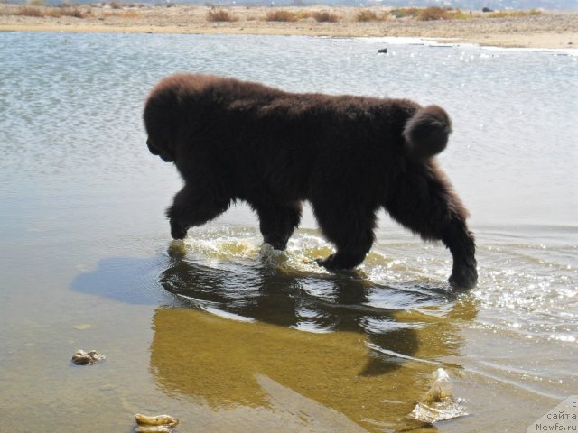 Фото: ньюфаундленд Питерньюф Чао-Какао